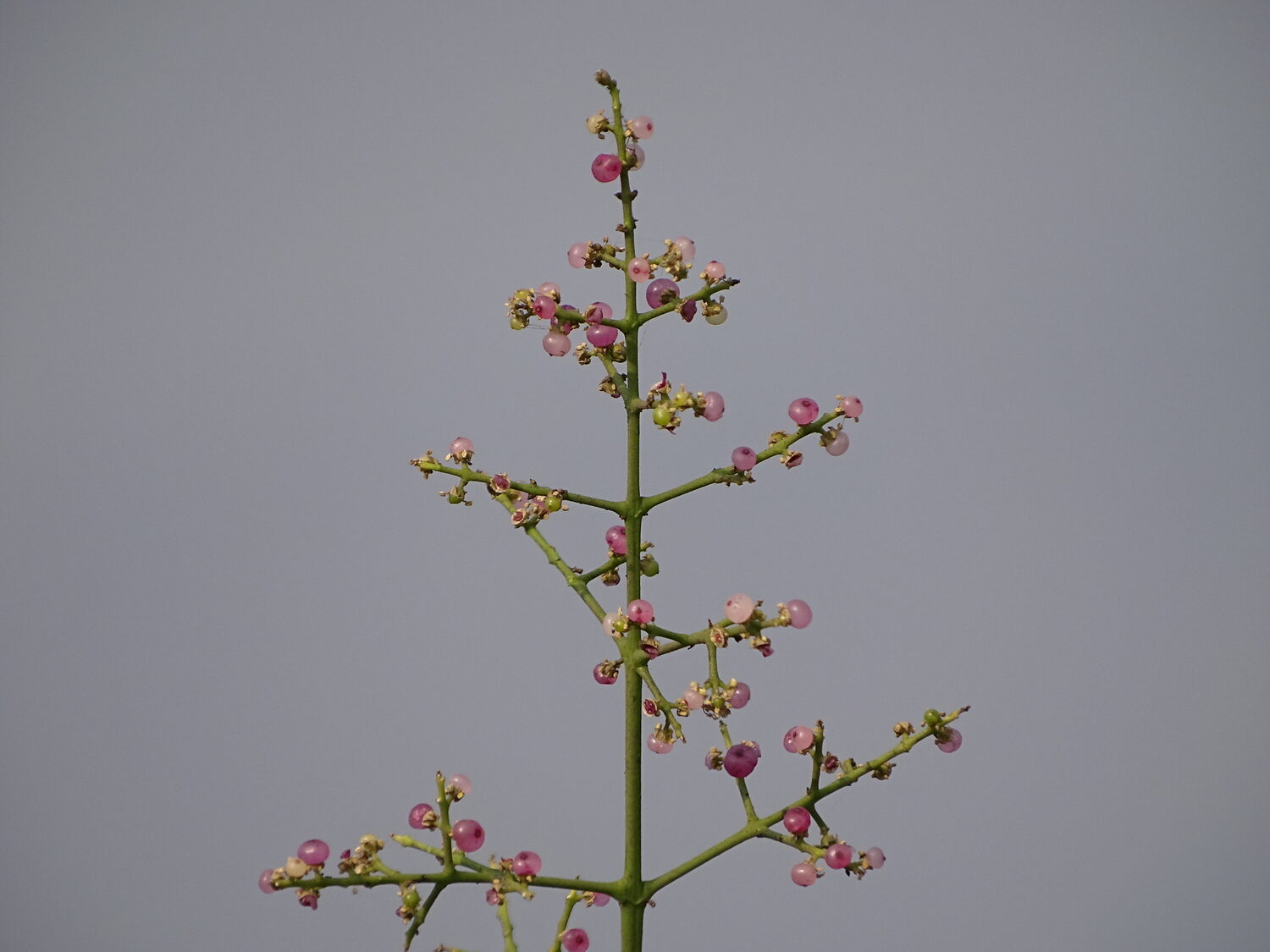 Salvadora persica - Toothbrush Tree, Arak, Jhak, Mustard Tree - Image 9