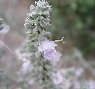 Salvia apiana - sacred salvia, honey salvia, white salvia