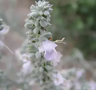 Salvia apiana - sacred salvia, honey salvia, white salvia