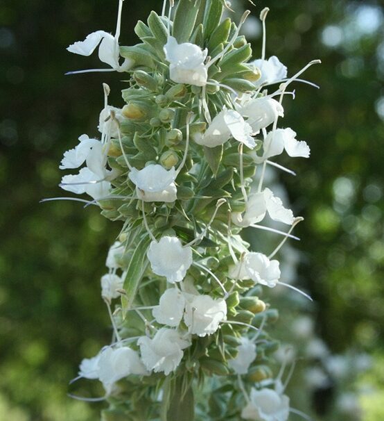 Salvia apiana - sacred salvia, honey salvia, white salvia - Image 2