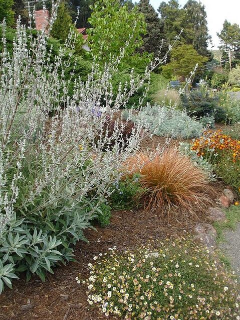 Salvia apiana - sacred salvia, honey salvia, white salvia - Image 3