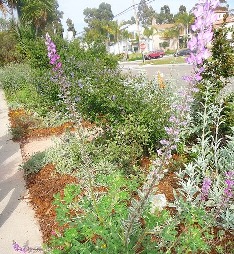 Salvia apiana - sacred salvia, honey salvia, white salvia - Image 4