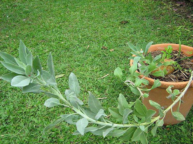 Salvia apiana - sacred salvia, honey salvia, white salvia - Image 6