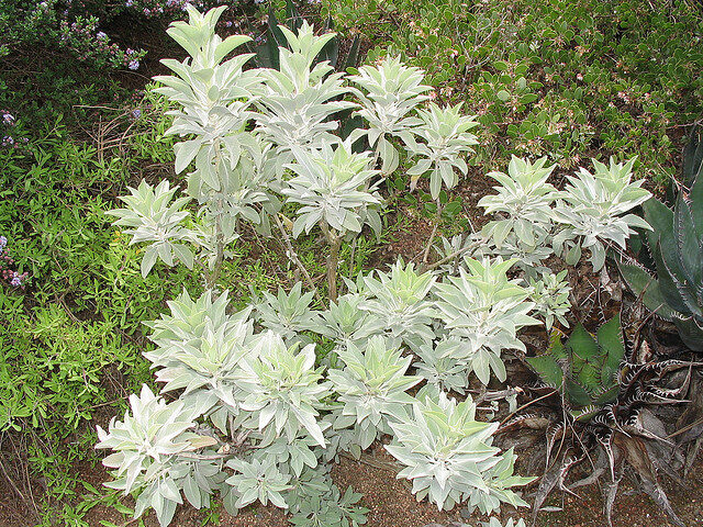 Salvia apiana - sacred salvia, honey salvia, white salvia - Image 7