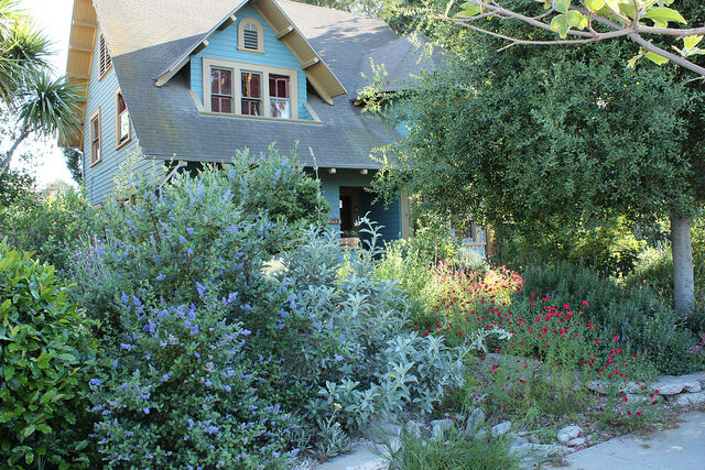 Salvia apiana - sacred salvia, honey salvia, white salvia - Image 8