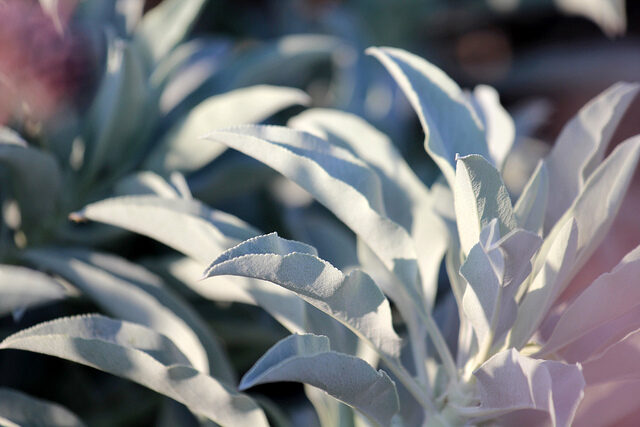 Salvia apiana - sacred salvia, honey salvia, white salvia - Image 10