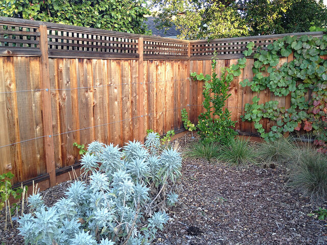 Salvia apiana - sacred salvia, honey salvia, white salvia - Image 11