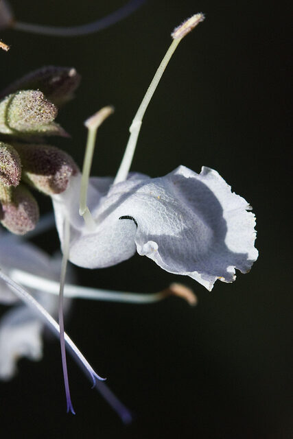 Salvia apiana - sacred salvia, honey salvia, white salvia - Image 12
