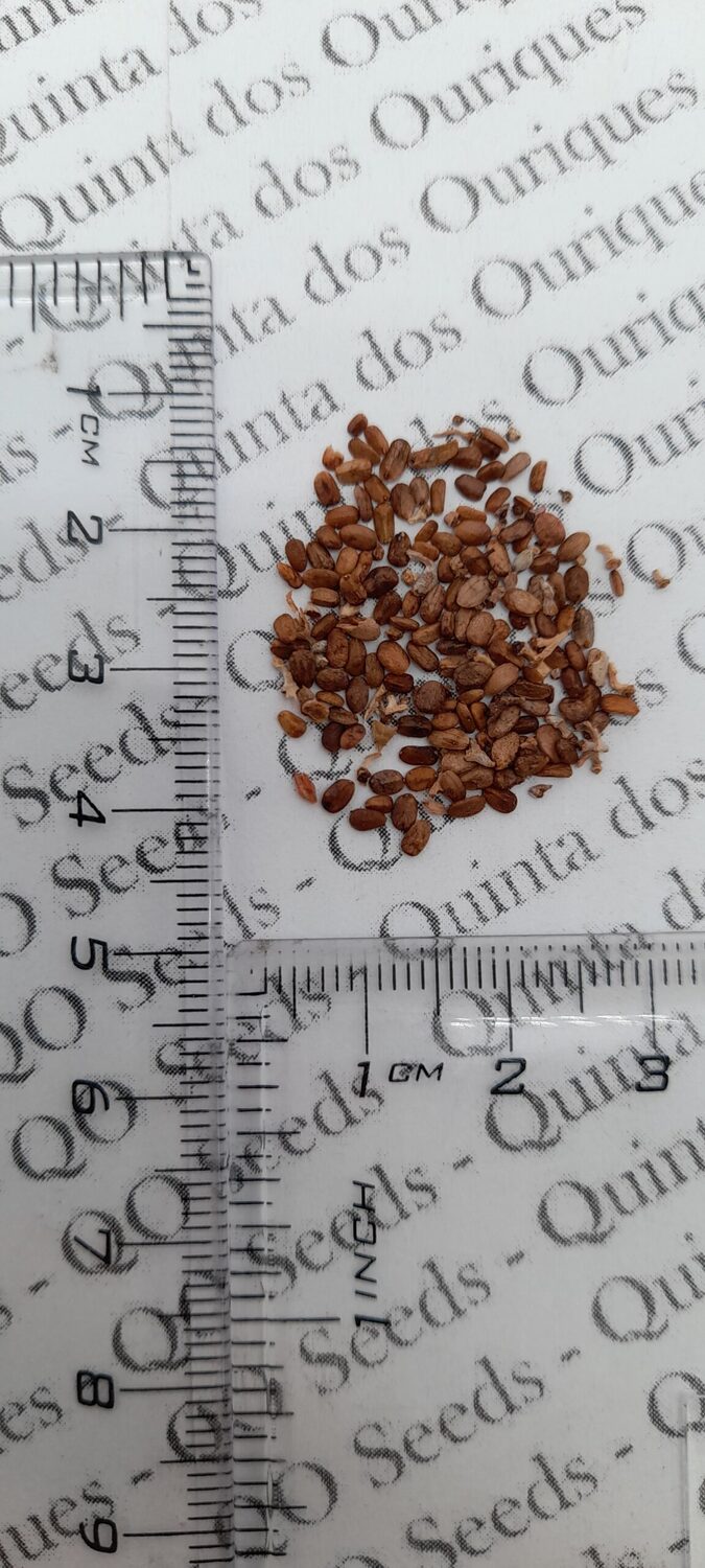 Salvia apiana - sacred salvia, honey salvia, white salvia - Image 13