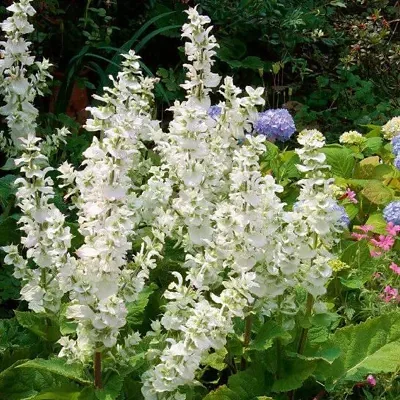 Salvia sclarea 'Vatican White' - Clary sage
