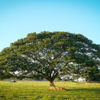 Samanea saman - Rain Tree, Monkey Pod, Saman