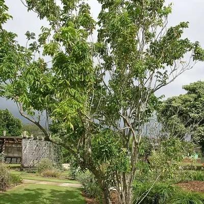 Sapindus mukorossi - Indian soapberry, Washnut, Ritha, Chinese Soapberry