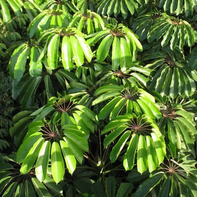 Schefflera actinophylla - Umbrella Tree