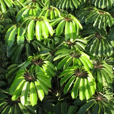 Schefflera actinophylla - Umbrella Tree