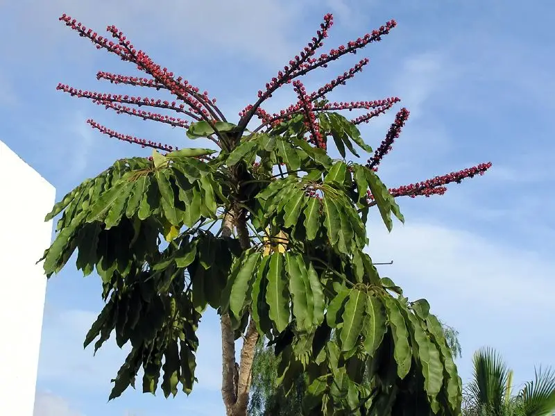 Schefflera actinophylla - Umbrella Tree - Image 3