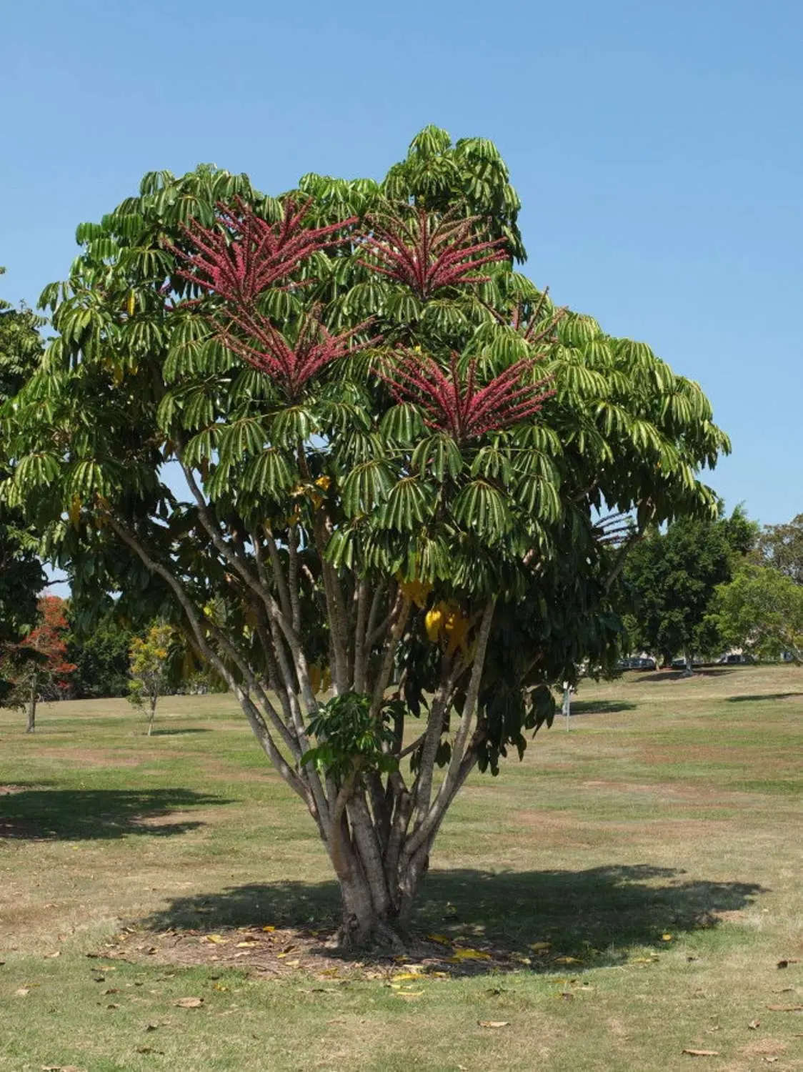 Schefflera actinophylla - Umbrella Tree - Image 5