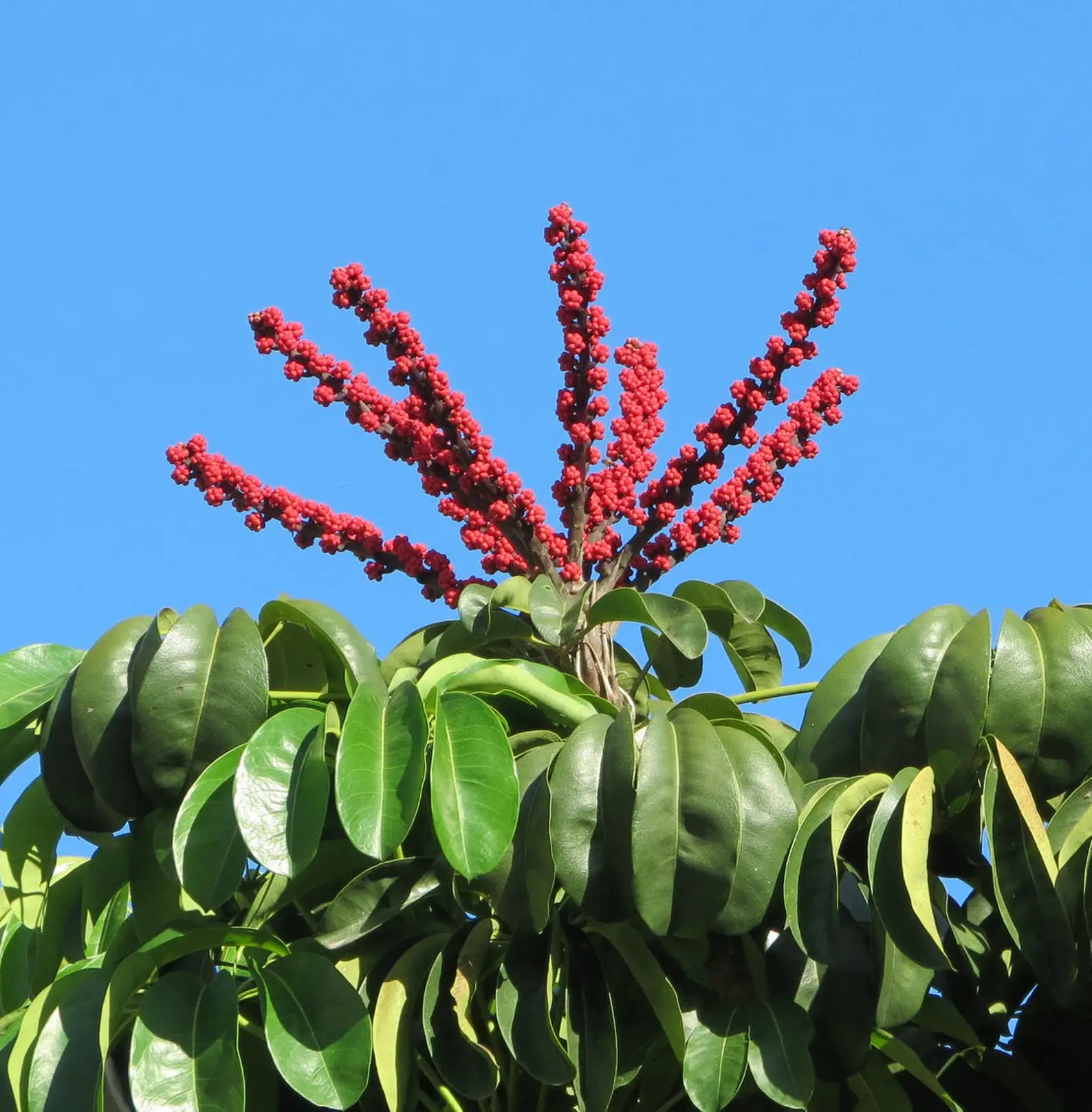Schefflera actinophylla - Umbrella Tree - Image 7