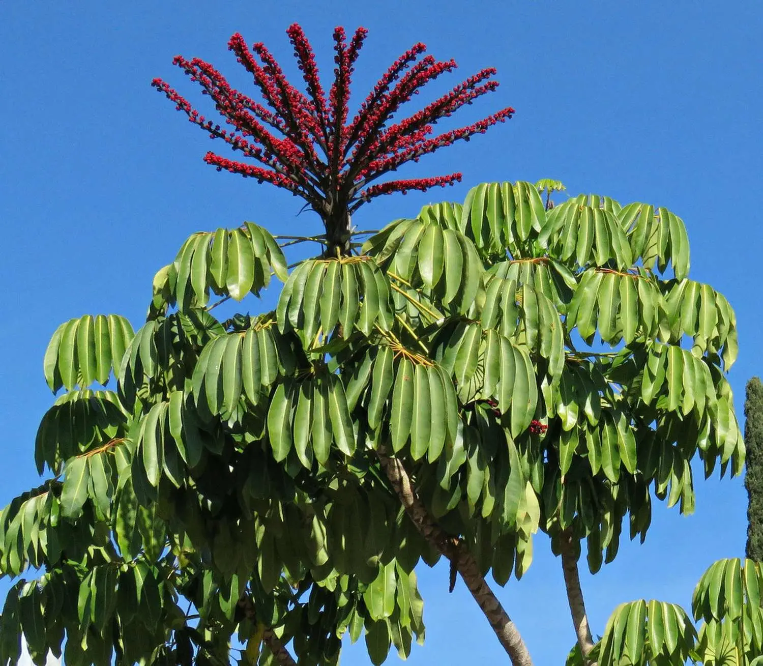 Schefflera actinophylla - Umbrella Tree - Image 8