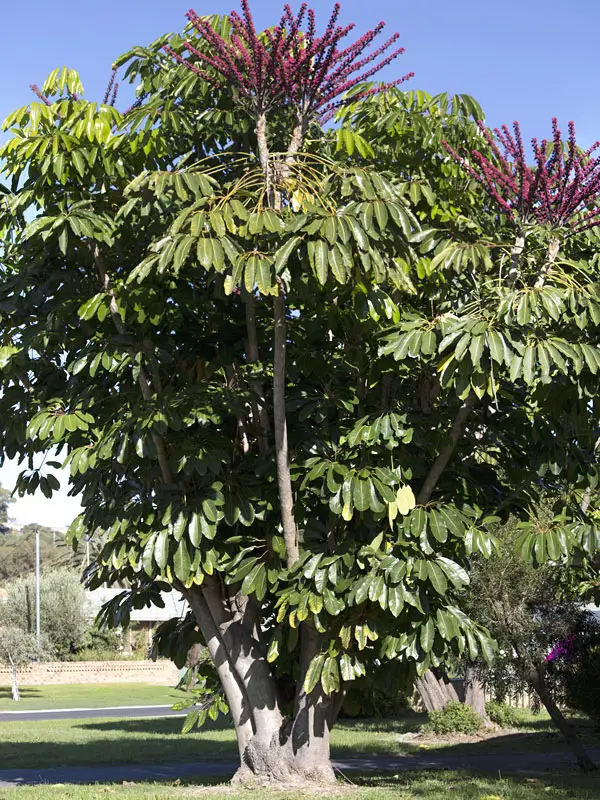 Schefflera actinophylla - Umbrella Tree - Image 11