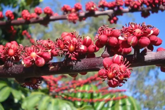 Schefflera actinophylla - Umbrella Tree - Image 12