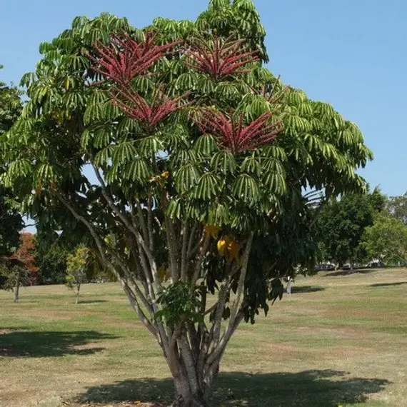 Schefflera actinophylla - Umbrella Tree - Image 13