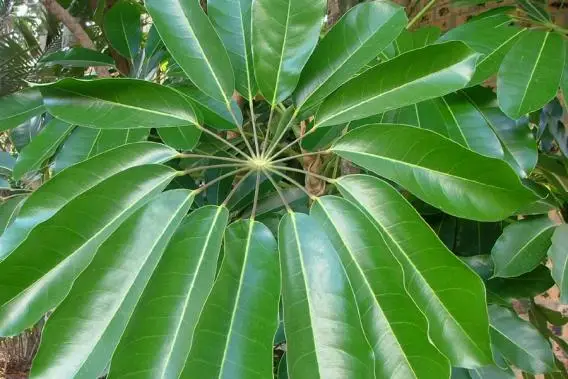 Schefflera actinophylla - Umbrella Tree - Image 14