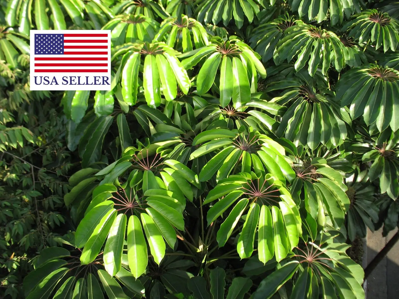 Schefflera actinophylla - Umbrella Tree - Image 15