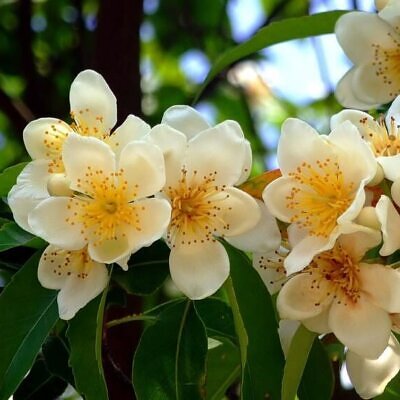 Schima superba - Schima, needlewood