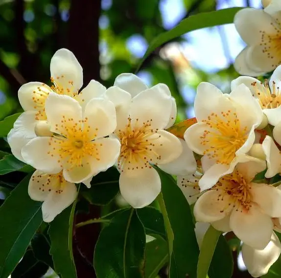 Schima superba - Schima, needlewood