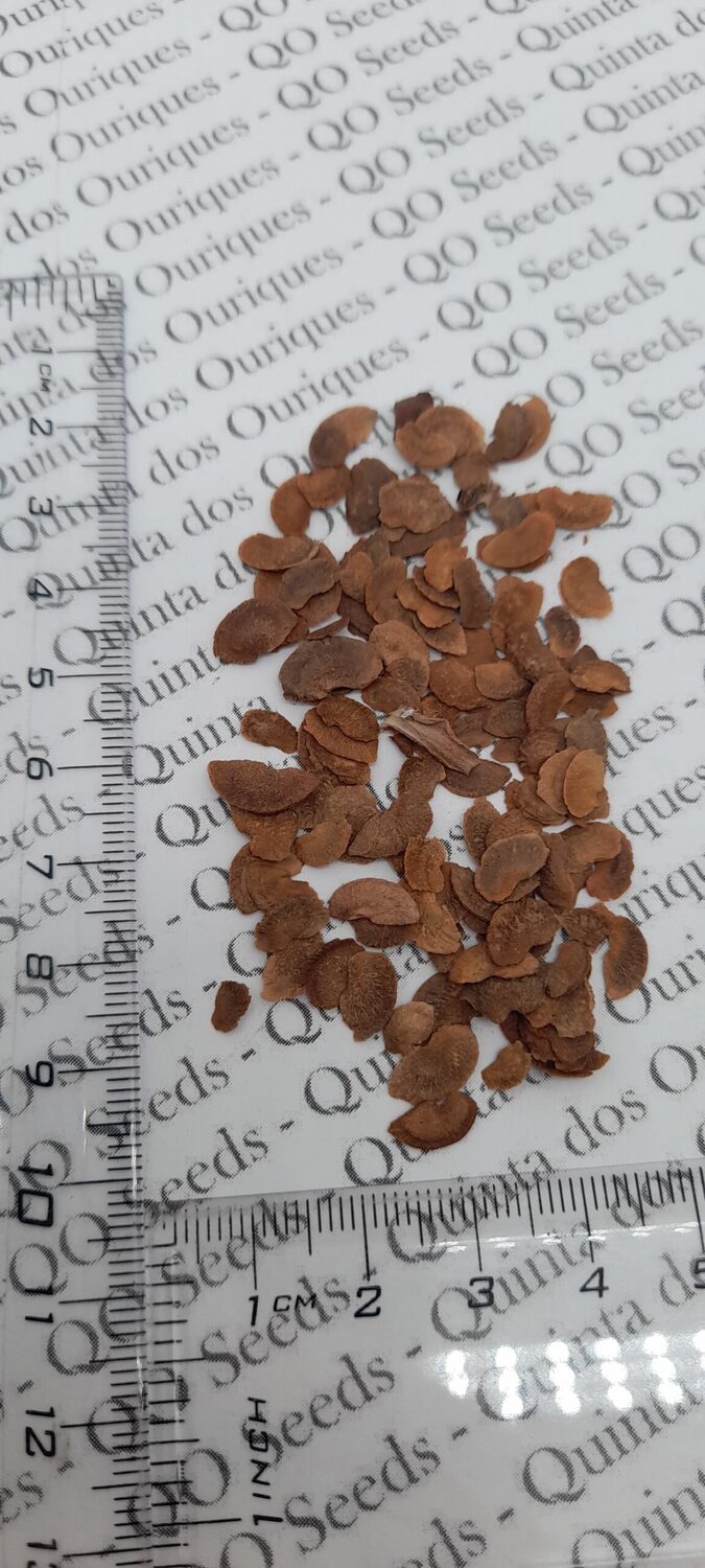 Schima superba - Schima, needlewood - Image 2