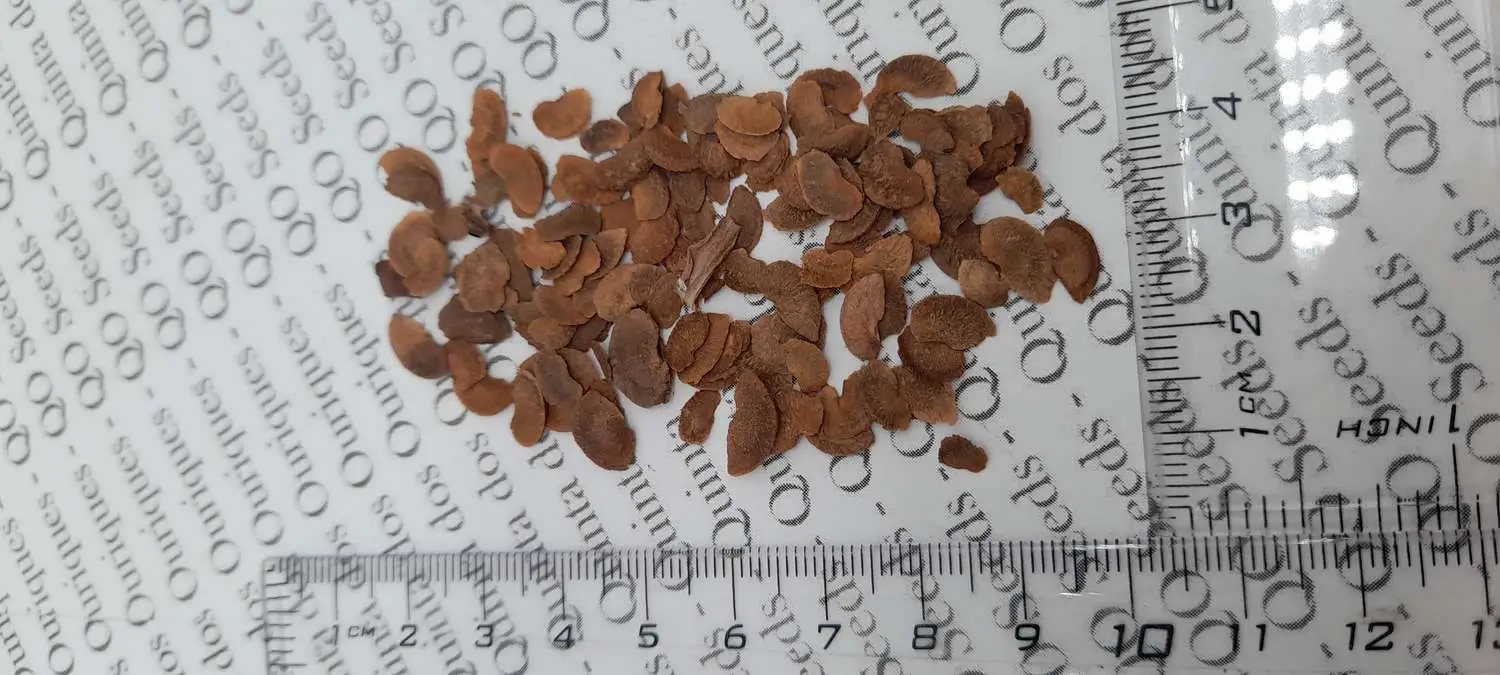 Schima superba - Schima, needlewood - Image 2