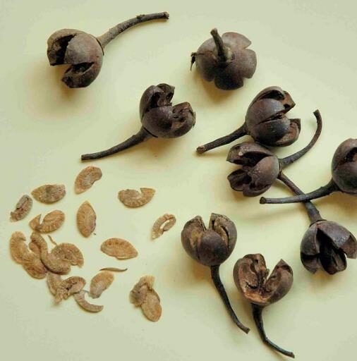 Schima superba - Schima, needlewood - Image 3