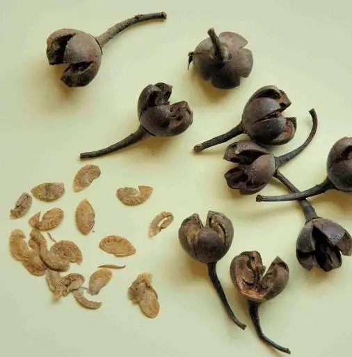 Schima superba - Schima, needlewood - Image 3