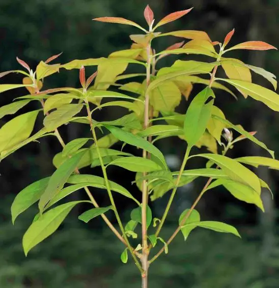 Schima superba - Schima, needlewood - Image 4