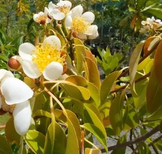 Schima superba - Schima, needlewood - Image 5