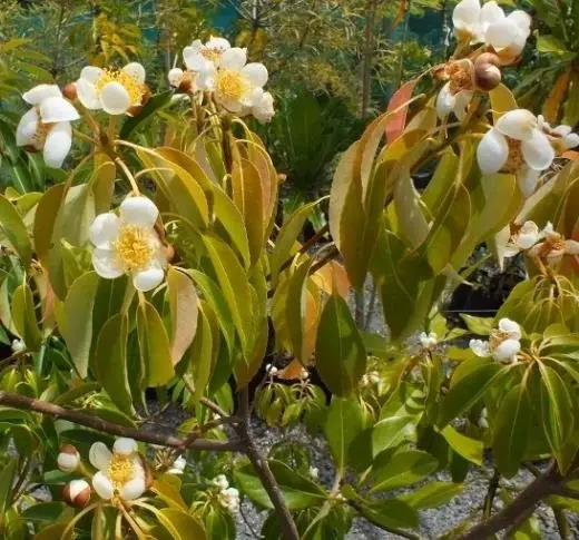 Schima superba - Schima, needlewood - Image 6