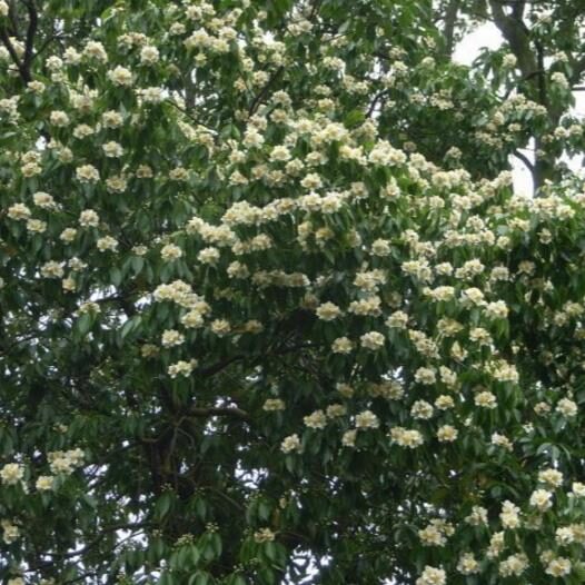 Schima superba - Schima, needlewood - Image 7