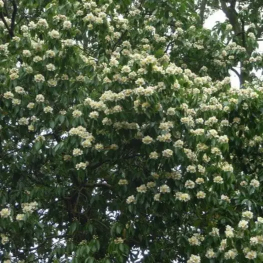 Schima superba - Schima, needlewood - Image 7