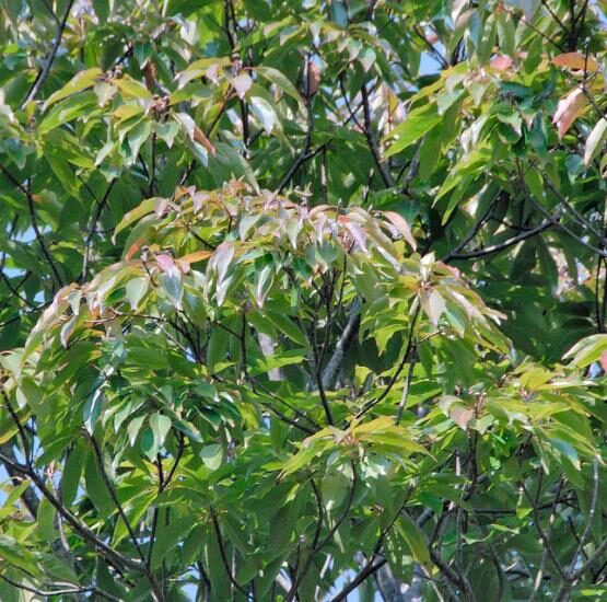 Schima superba - Schima, needlewood - Image 8