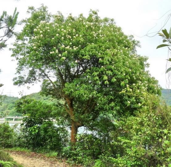 Schima superba - Schima, needlewood - Image 9