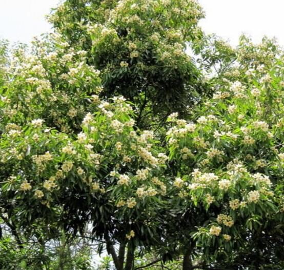 Schima superba - Schima, needlewood - Image 10