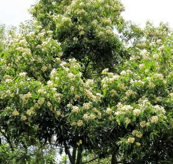 Schima superba - Schima, needlewood - Image 10