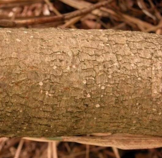 Schima superba - Schima, needlewood - Image 11