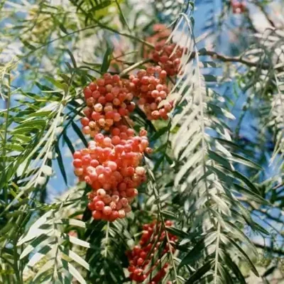 Schinus molle - Peruvian Pepper, False Pepper
