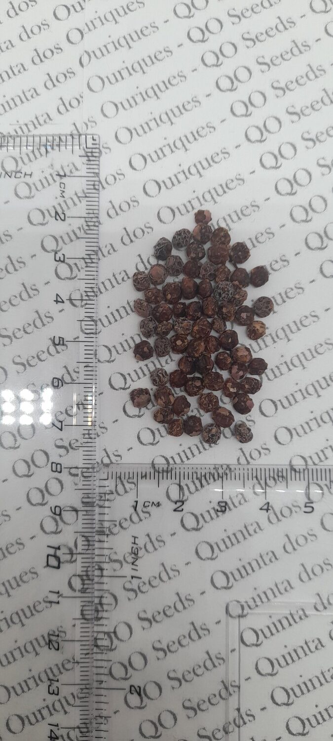 Schinus molle - Peruvian Pepper, False Pepper - Image 8