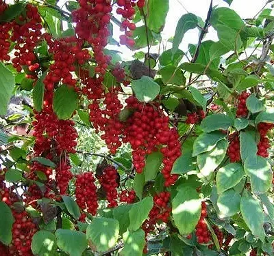 Schisandra chinensis - Magnolia-Vine, Chinese Magnolia-Vine, Schisandra, Magnolia Berry, Five-Flavor-Fruit