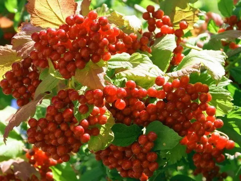 Schisandra chinensis - Magnolia-Vine, Chinese Magnolia-Vine, Schisandra, Magnolia Berry, Five-Flavor-Fruit - Image 3