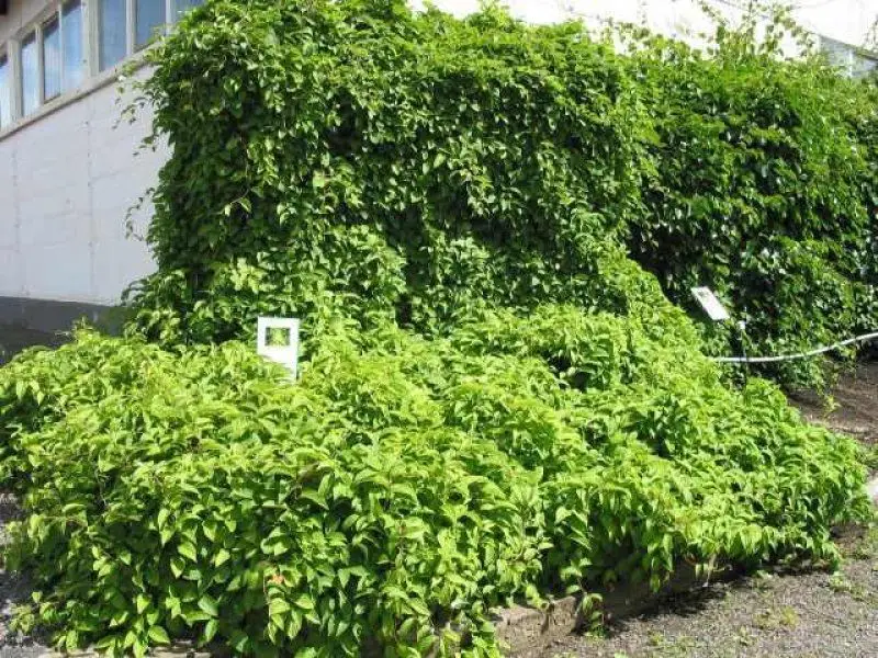 Schisandra chinensis - Magnolia-Vine, Chinese Magnolia-Vine, Schisandra, Magnolia Berry, Five-Flavor-Fruit - Image 4