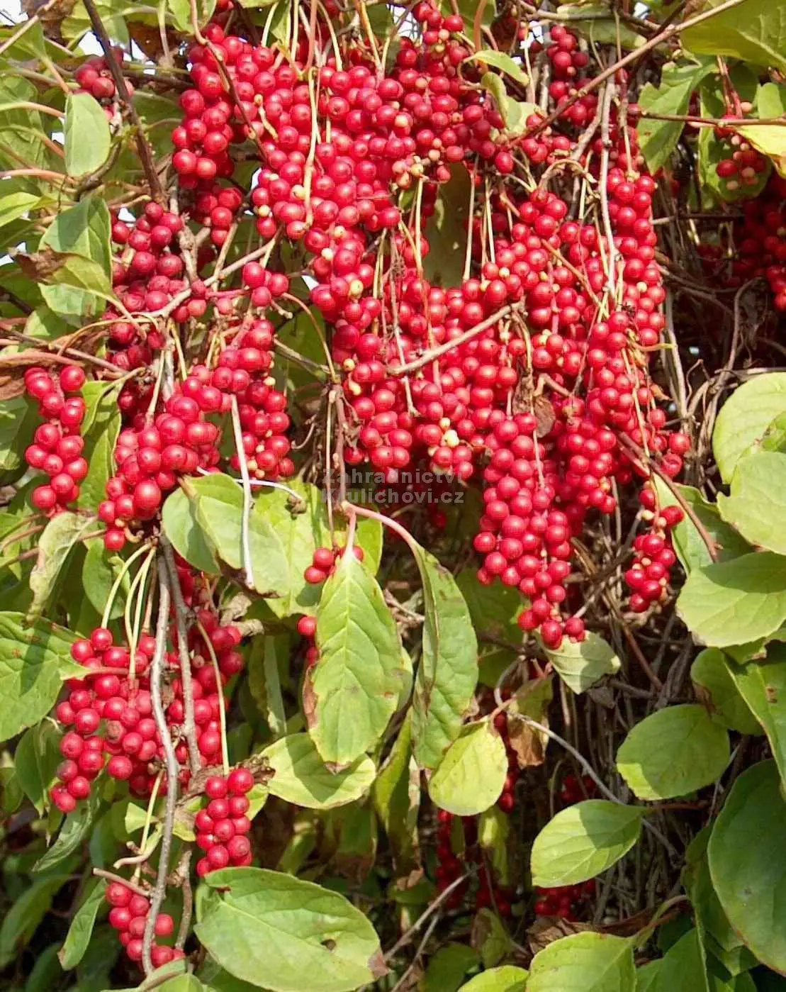 Schisandra chinensis - Magnolia-Vine, Chinese Magnolia-Vine, Schisandra, Magnolia Berry, Five-Flavor-Fruit - Image 9