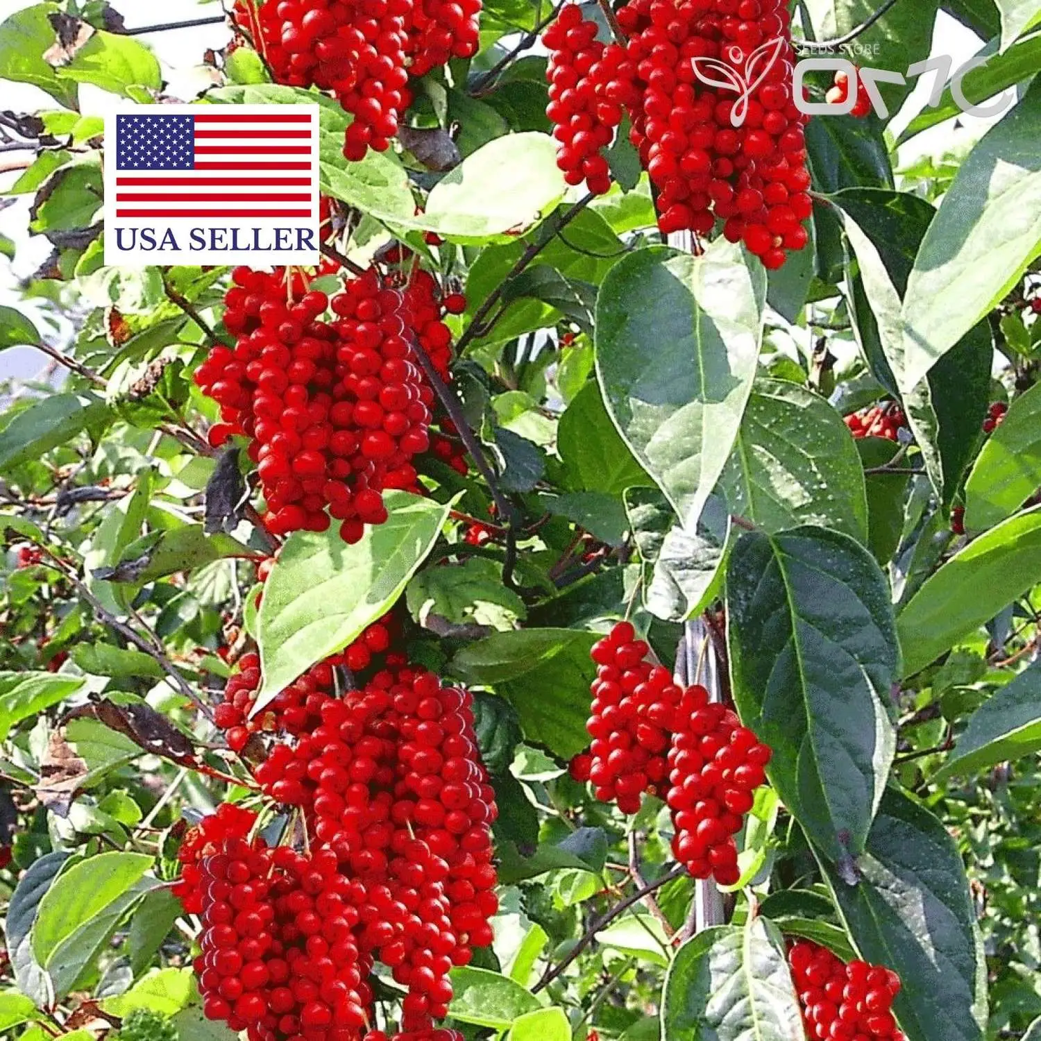 Schisandra chinensis - Magnolia-Vine, Chinese Magnolia-Vine, Schisandra, Magnolia Berry, Five-Flavor-Fruit - Image 10